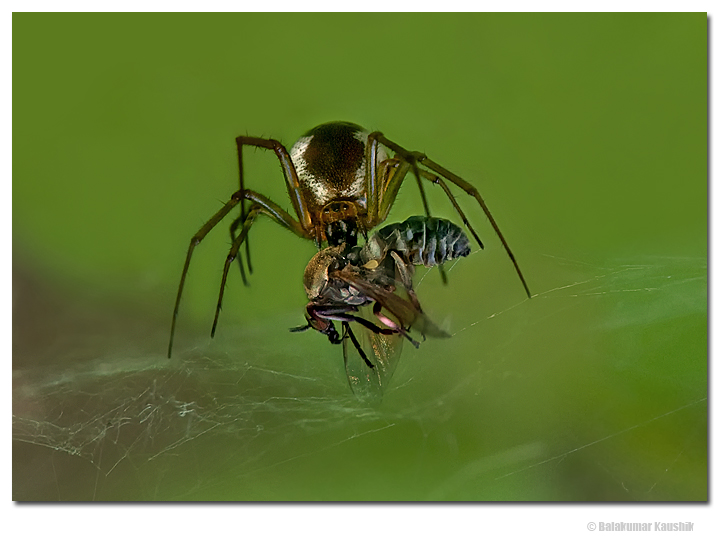 Spider with prey