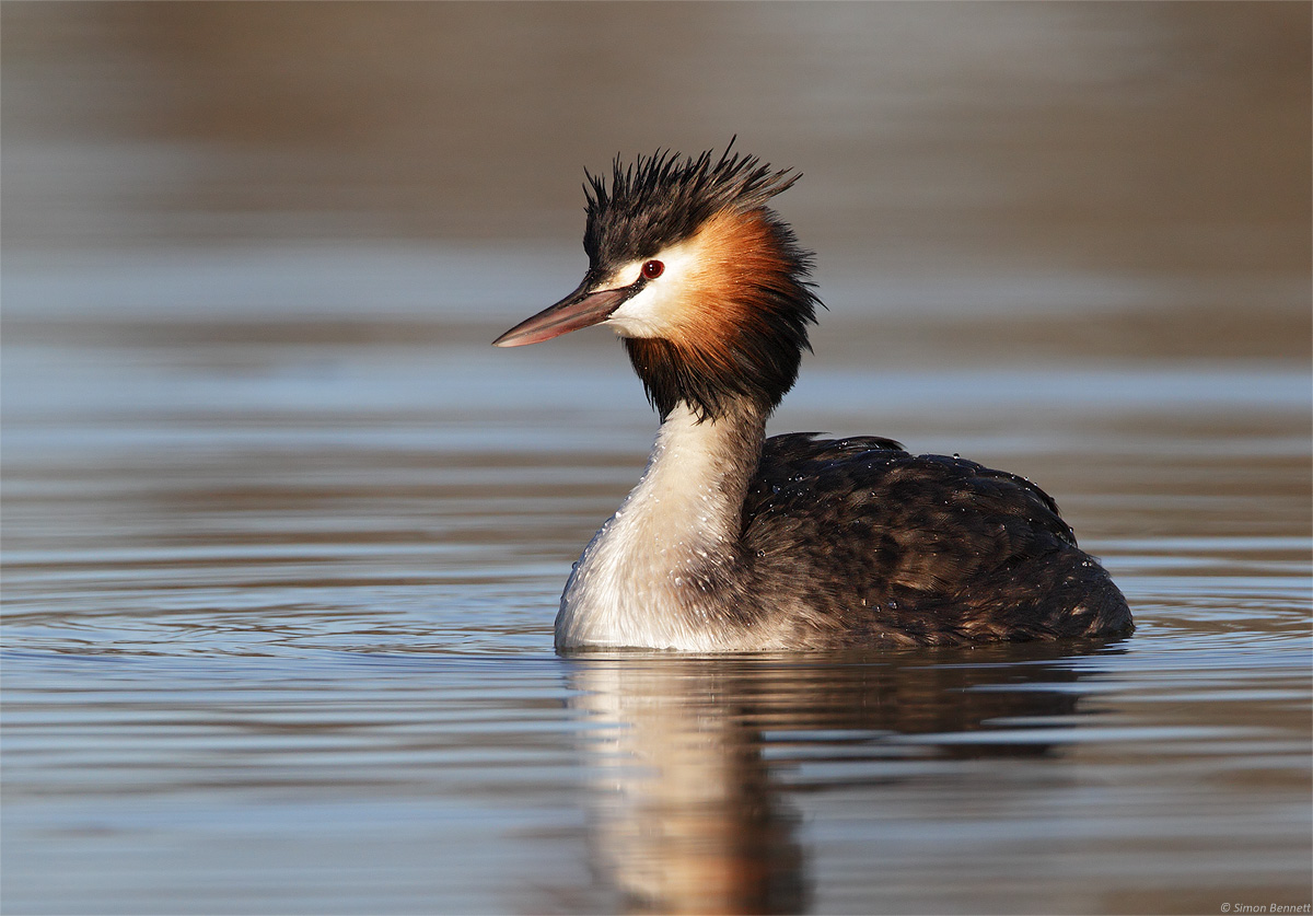 Great Crested Grebe