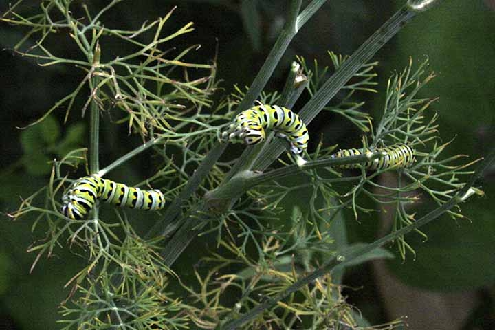 Monarchs in the making?