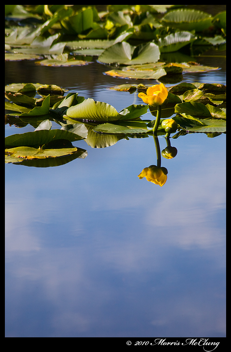 Water lily daydream