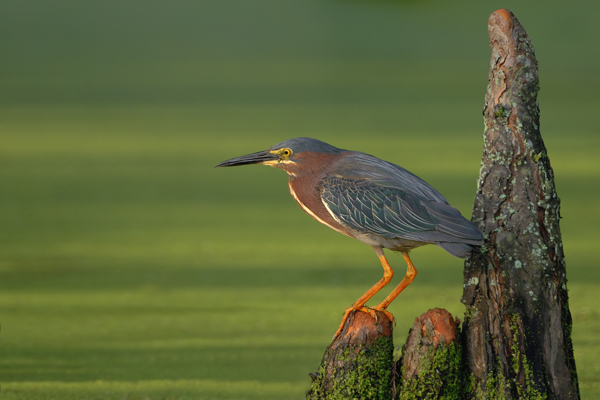 Green Heron