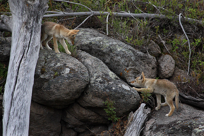 Coyote Pups_1