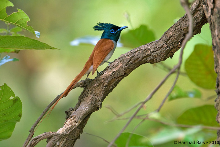 Sultan of Bandhavgarh