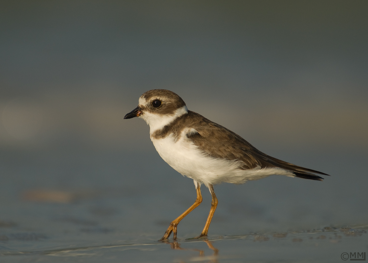 Semipalmated Plover