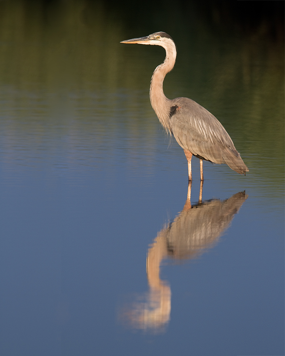 Great Blue Heron AM