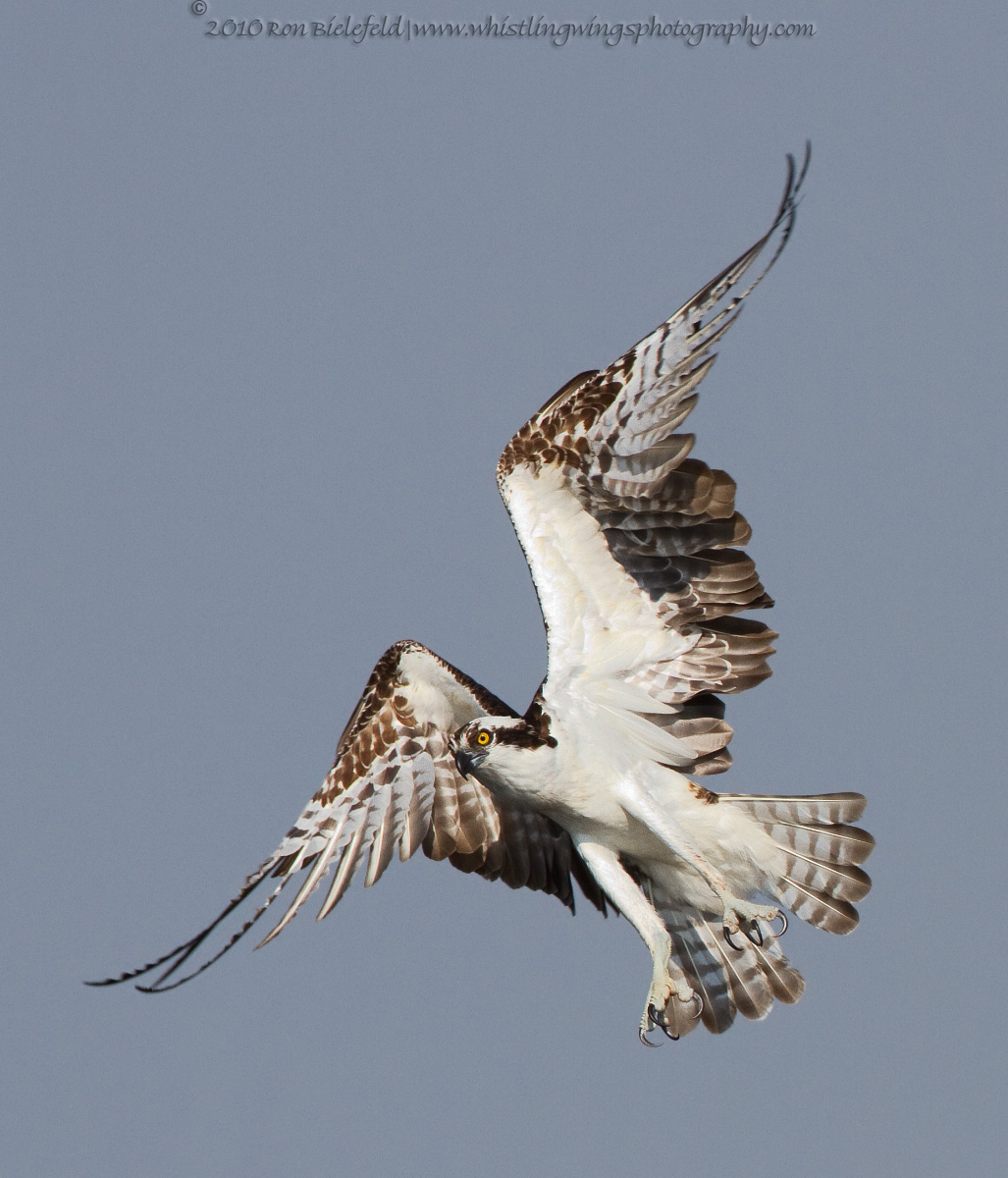 Osprey