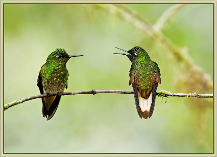 The Scolding