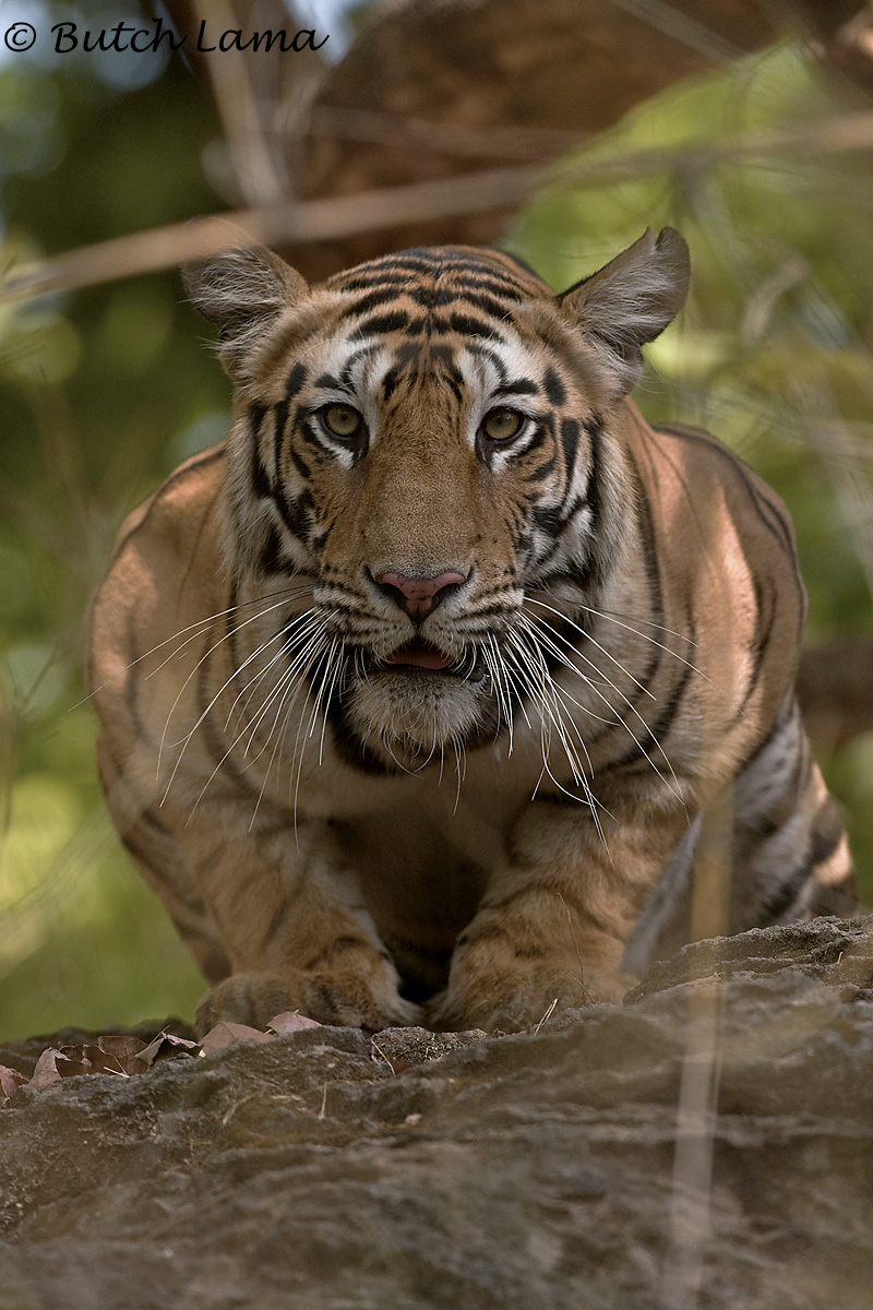 Crouching Tigress