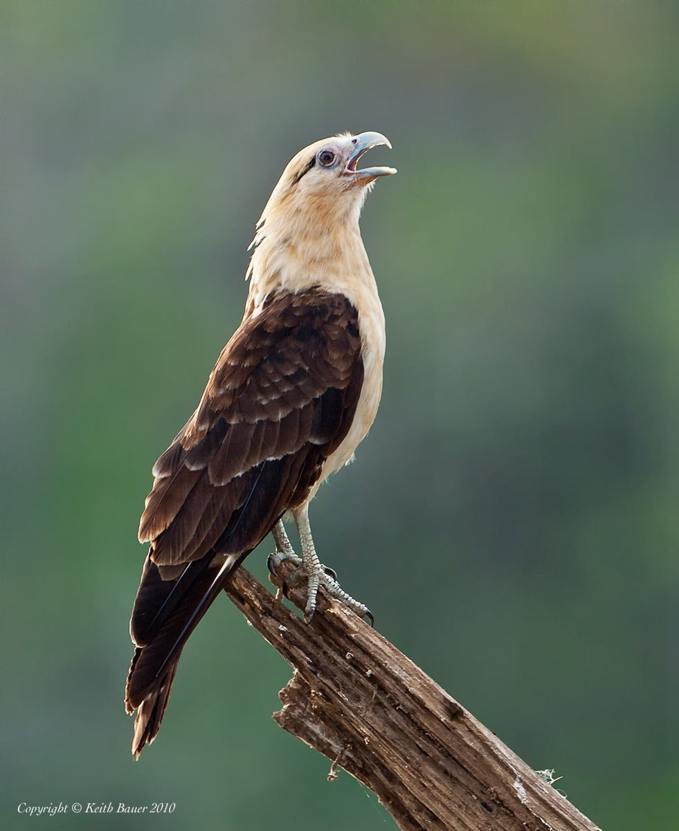 Yellow Headed Caracara