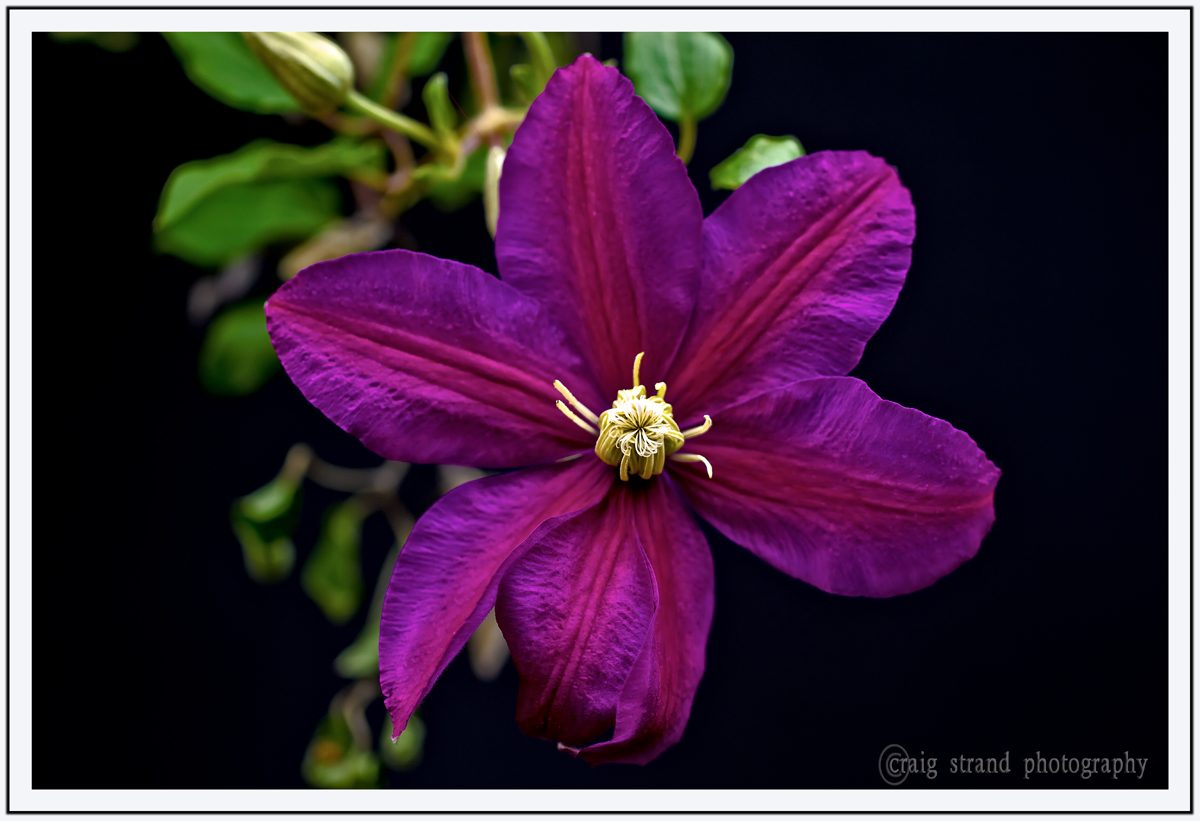 Clematis #2 with REPOST