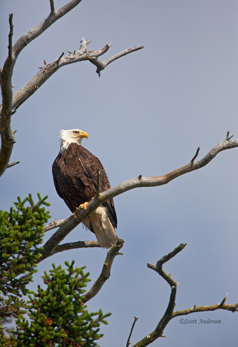 Bald Eagle
