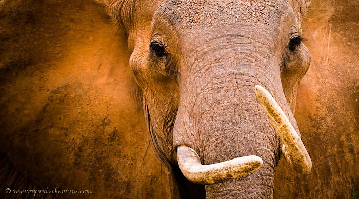 Matriarch