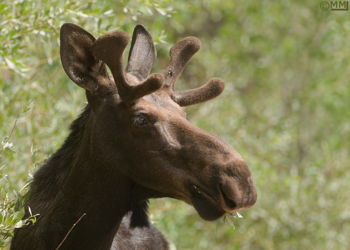 Moose closeup