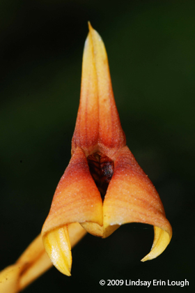 Orchid