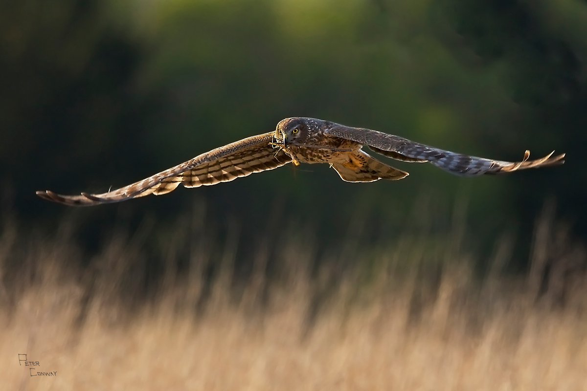 Harrier w/nesting grass