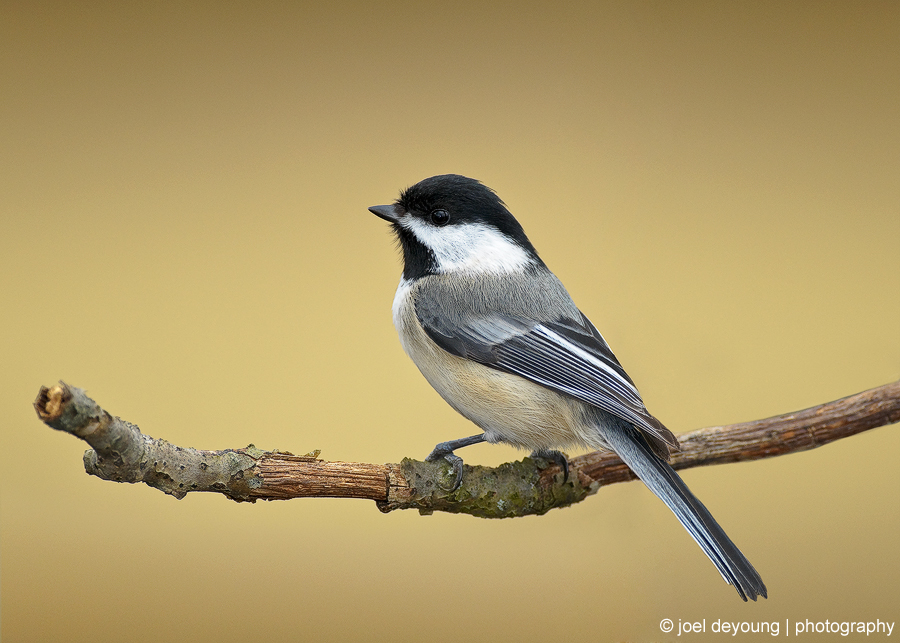 Black-Capped Chickadee