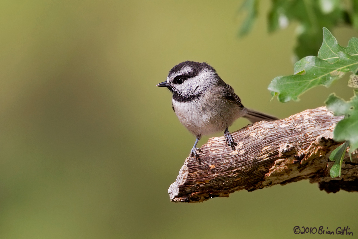 Mountain Chickadee