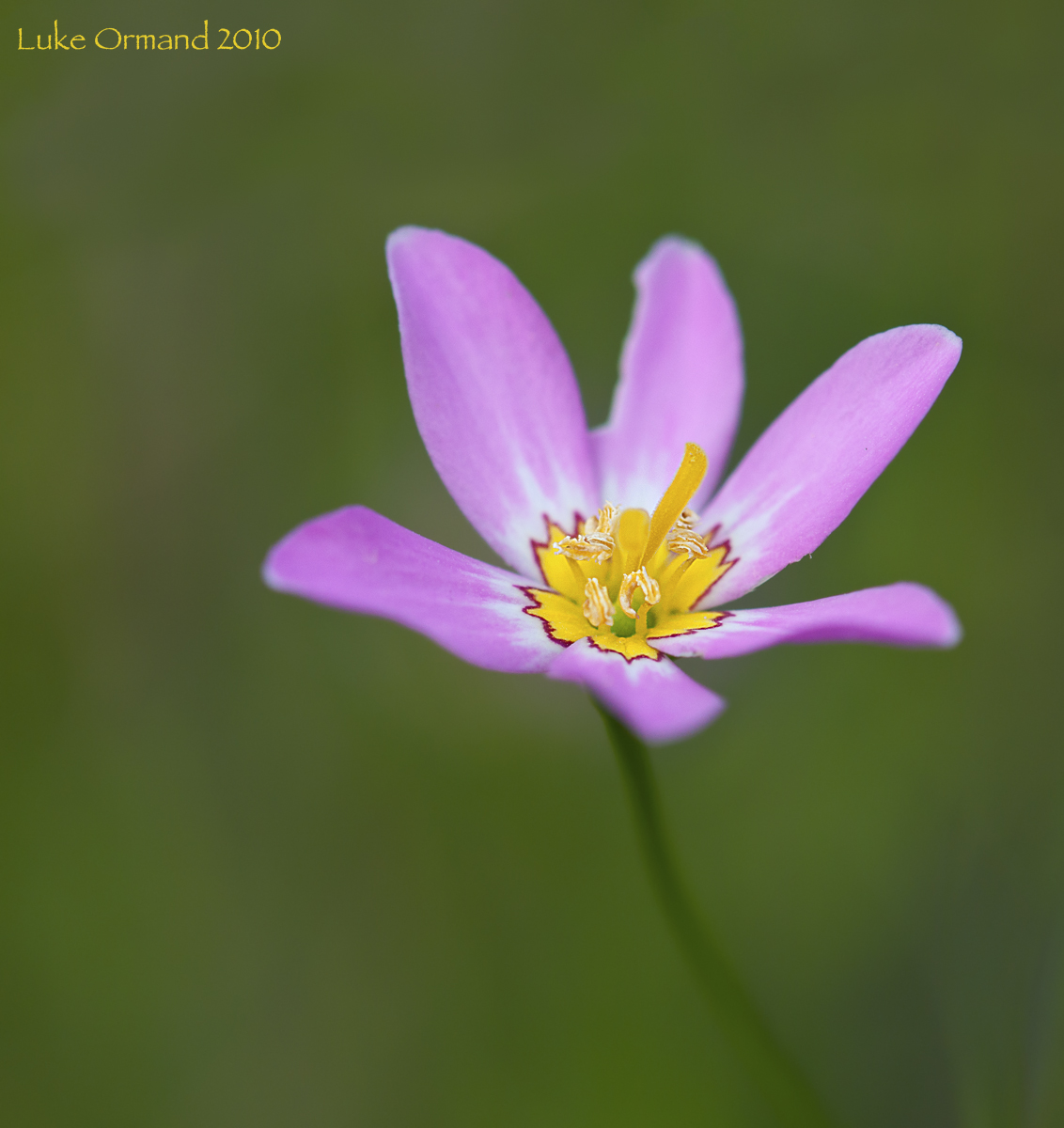 Sabatia stellaris
