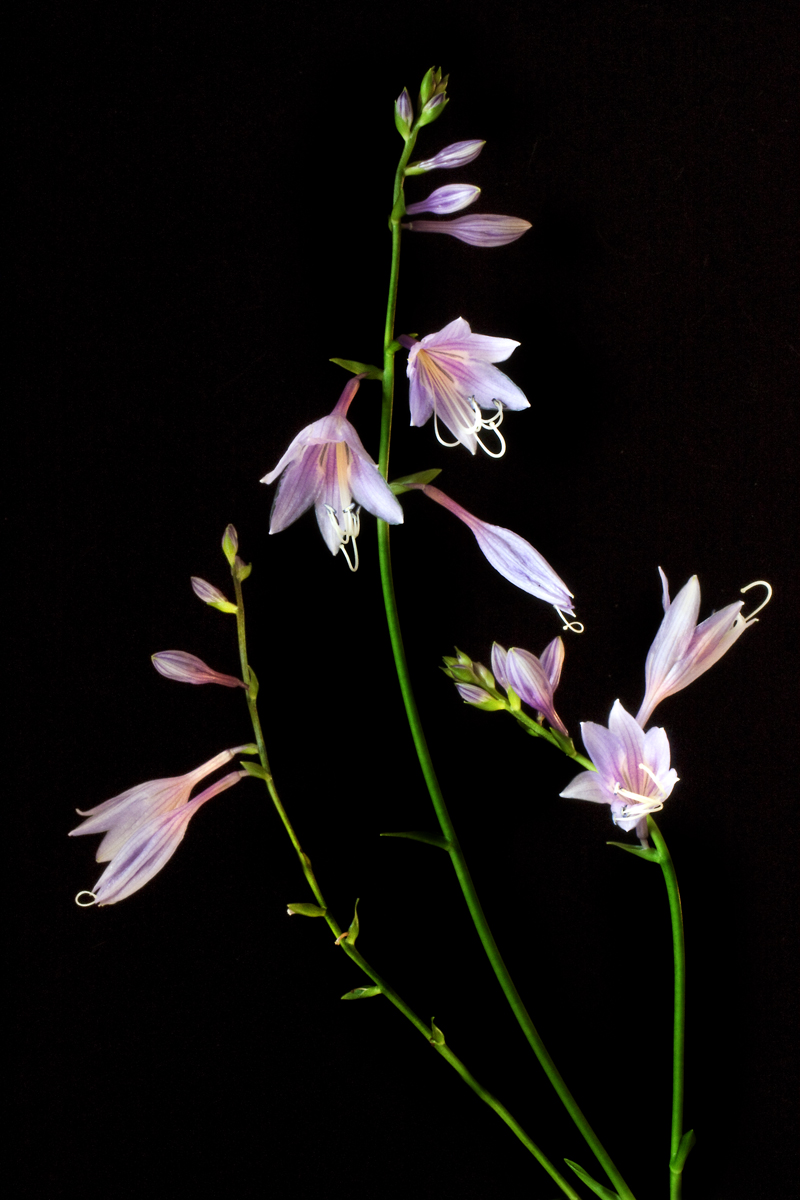Hosta lll