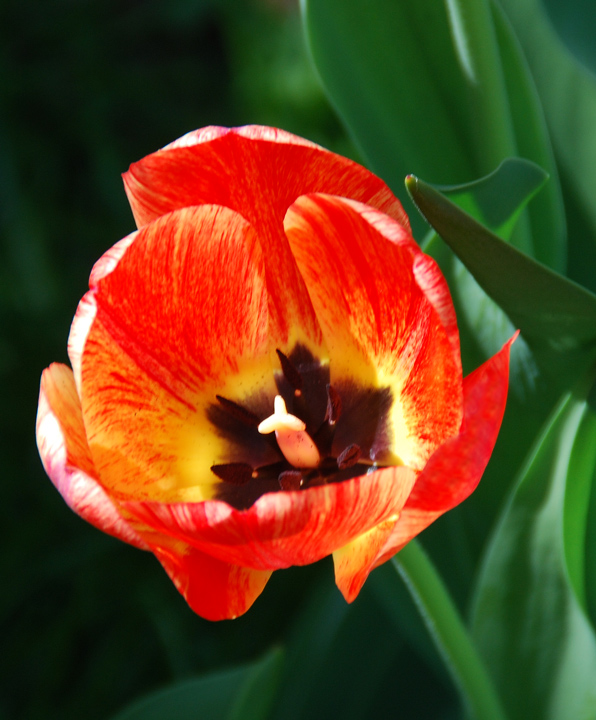 Mountain Tulip