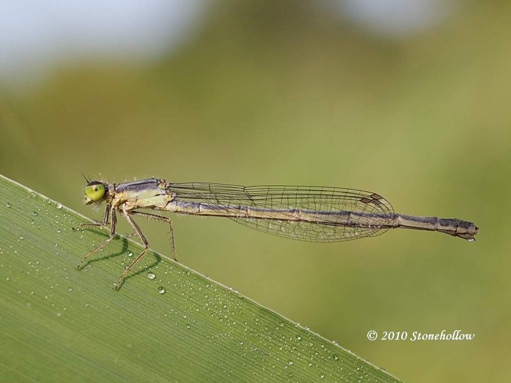 Eastern Forktail Damsel