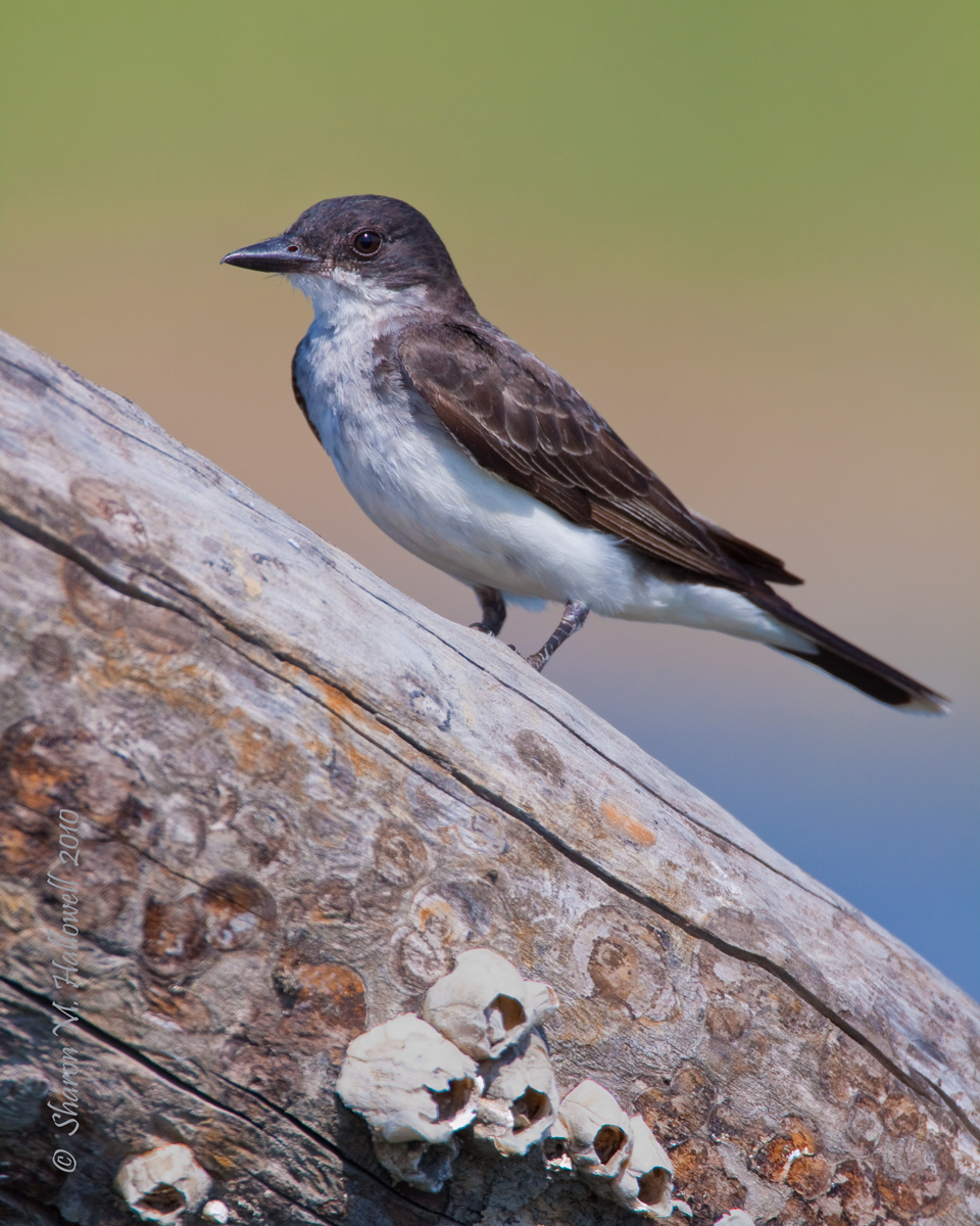 Young Kingbird