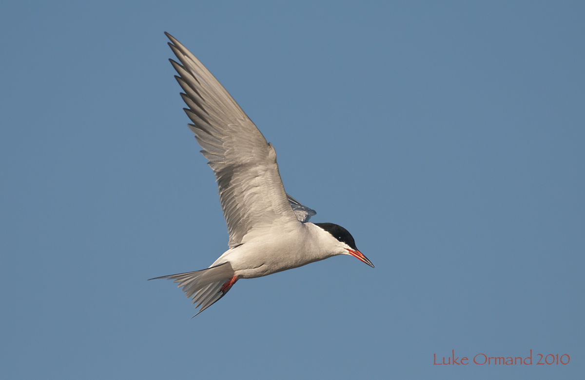 Common Tern