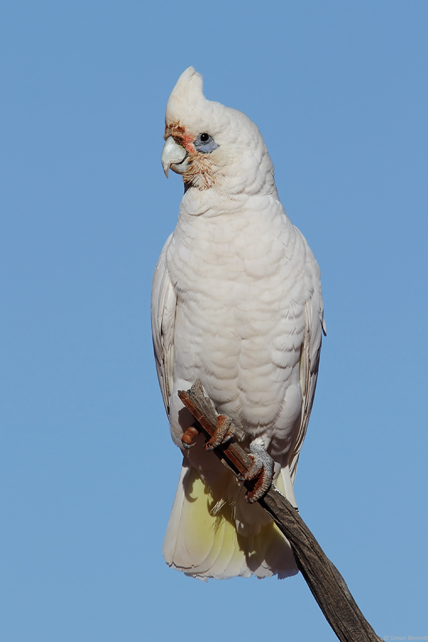Little Corella
