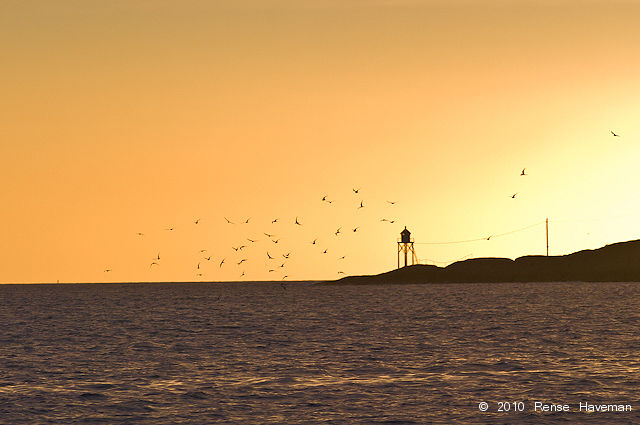 Terns