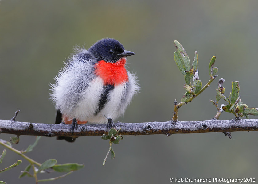 Mistltoebird