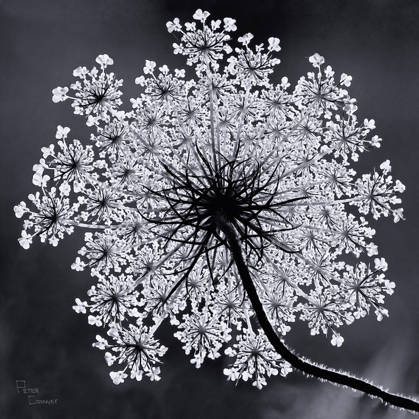 Fractals Final