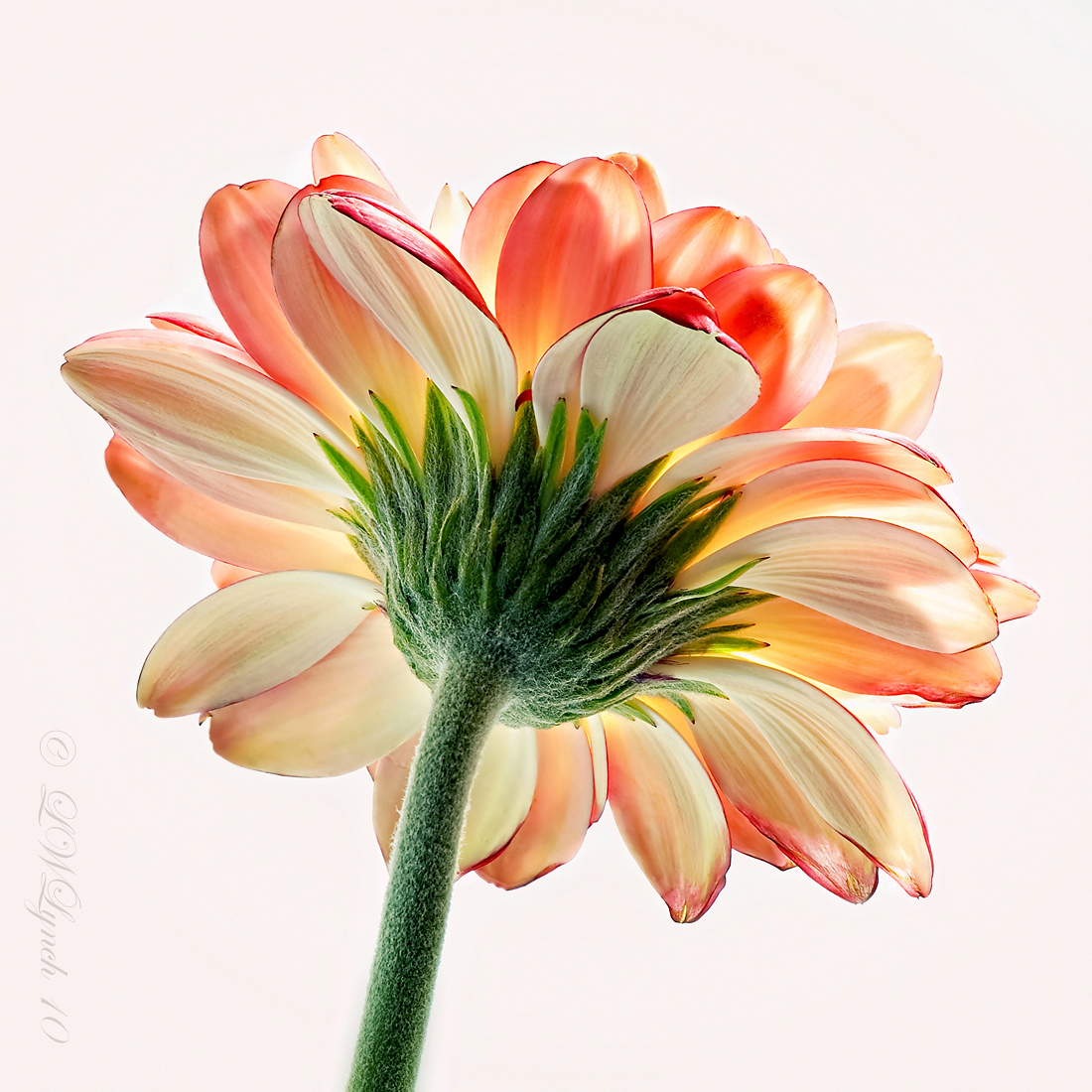 Flora - 1st Place Winner