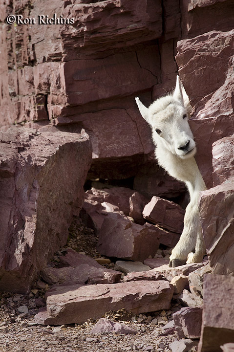 Wary Lamb