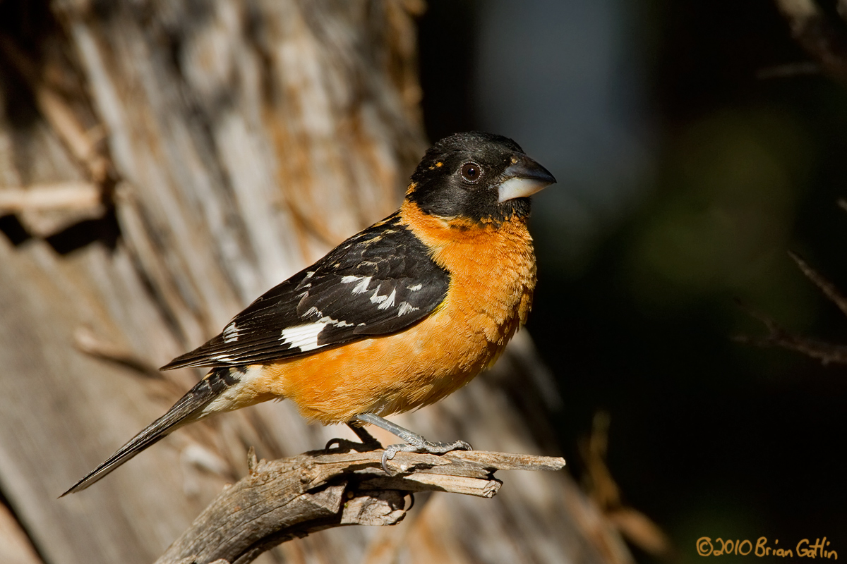 Black-headed Grosbeak