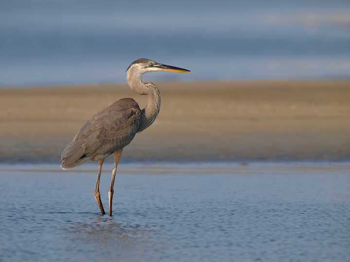 Another GBH Juvi