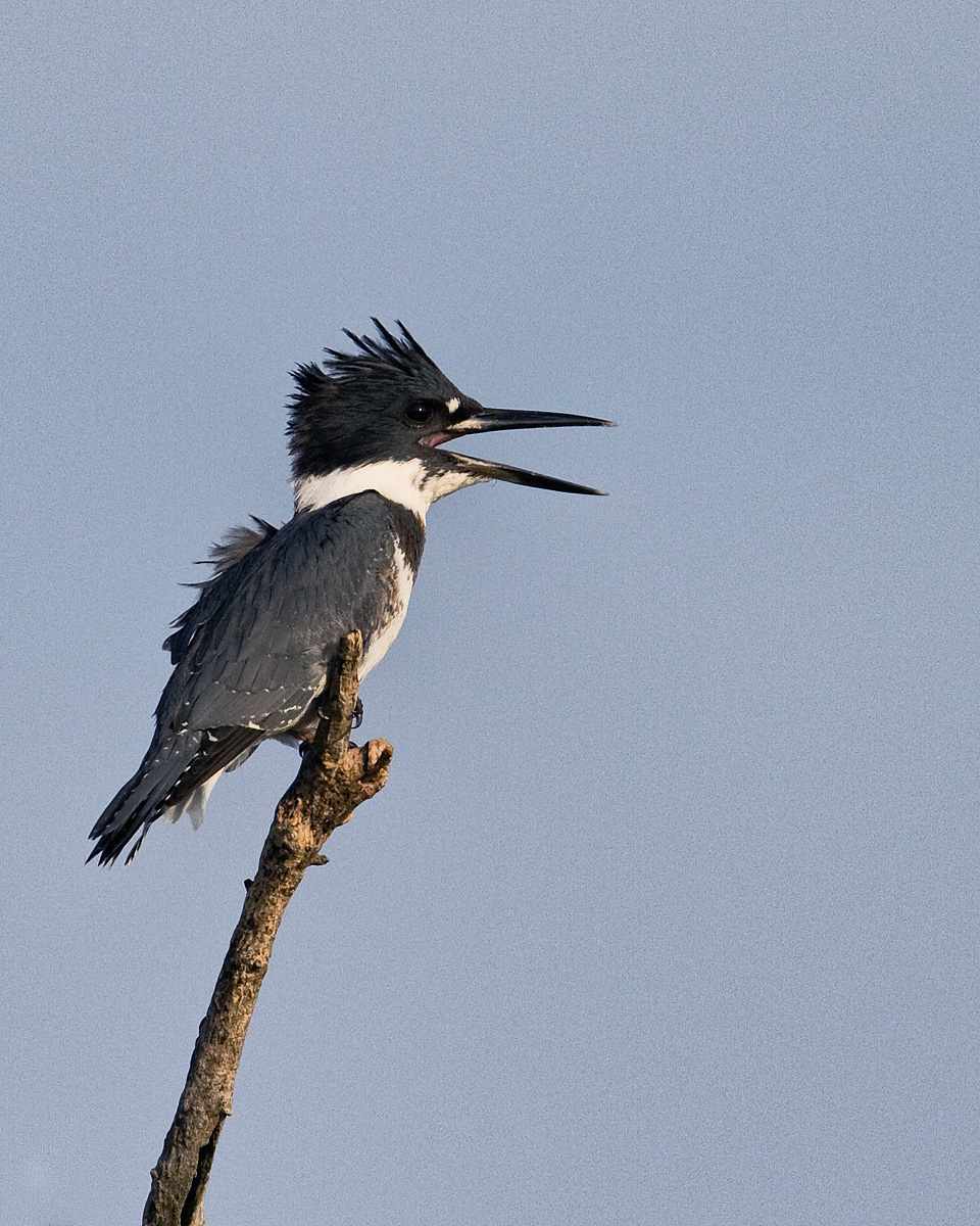 Belted Kingfisher