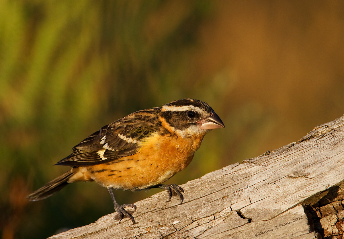 BH Grosbeak & Repost