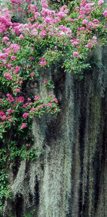 Spanish Moss 3