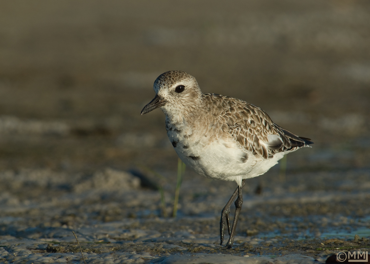 Black-bellied Plover