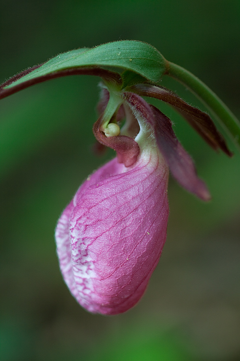 Lady Slipper