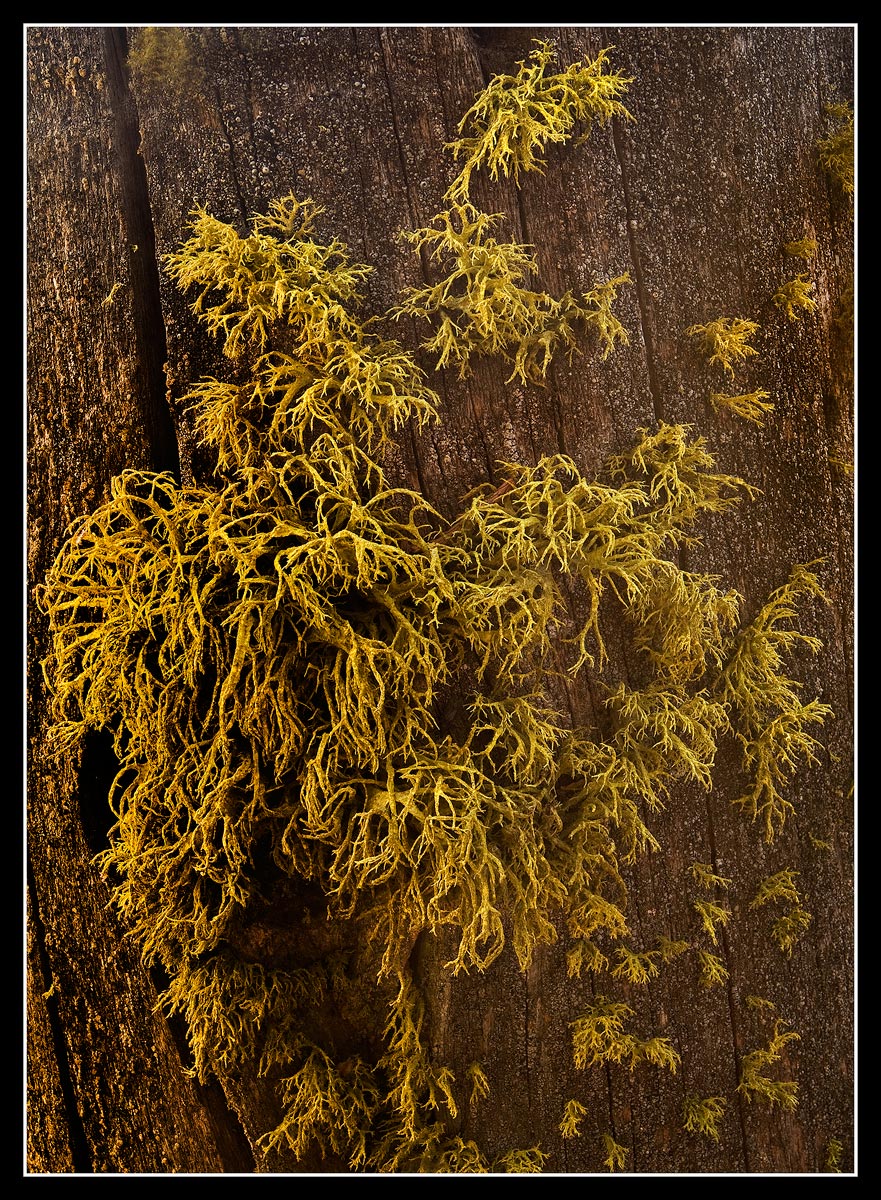 Moss