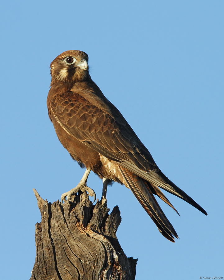Brown Falcon