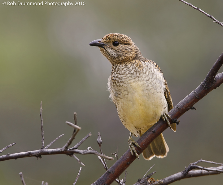 Spotted Bowerbird #2