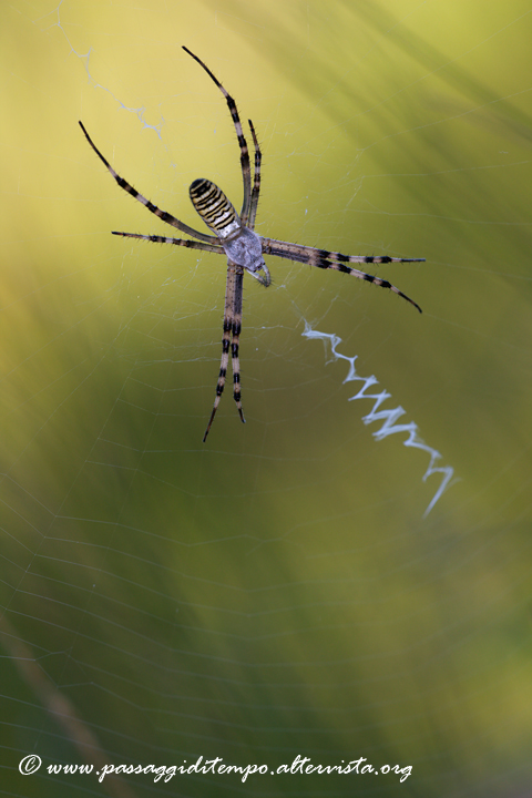 Wasp spider