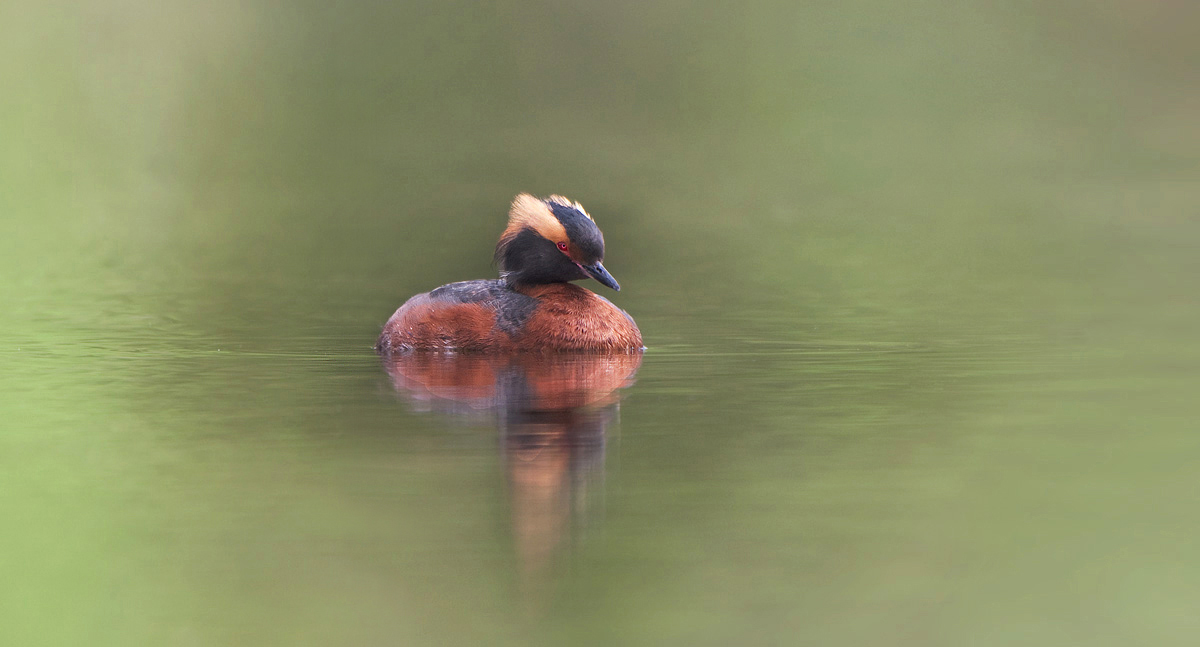 Slovanian Grebe 