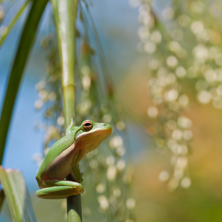 Green Tree Frog