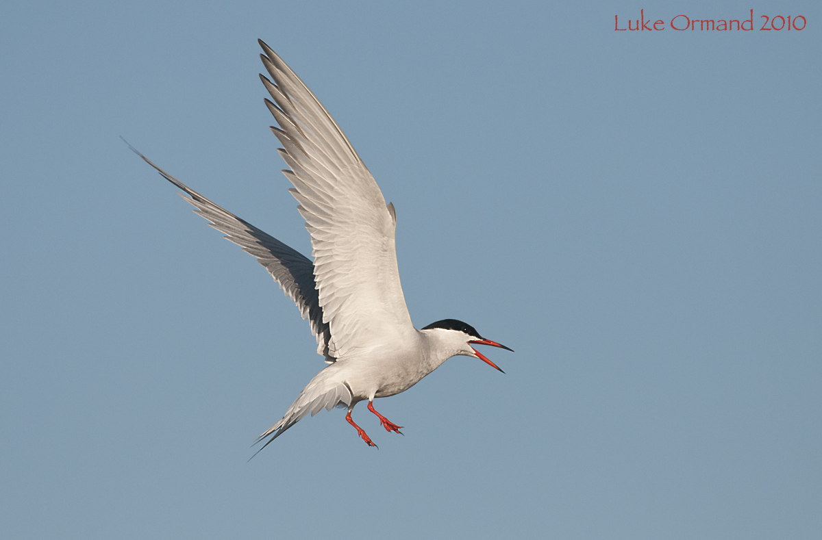 Common Tern Calling