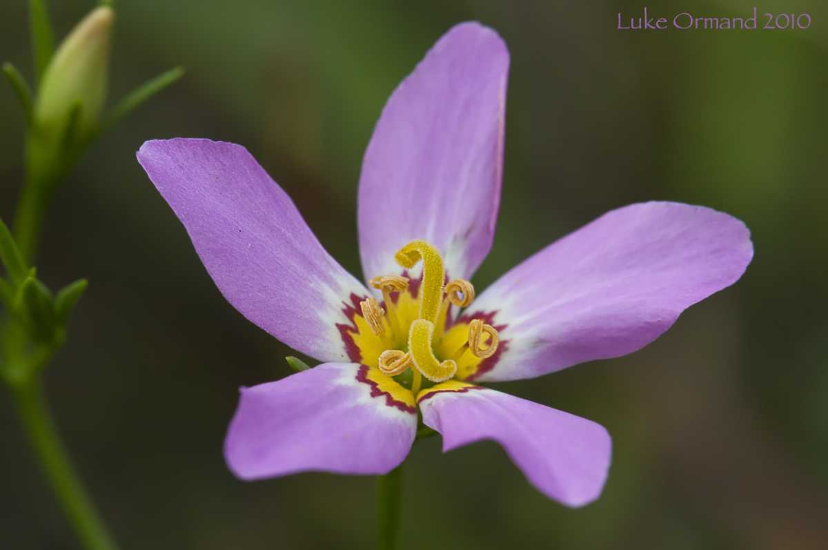 Saltmarsh Pink