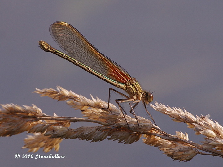 American Rubyspot Damsel