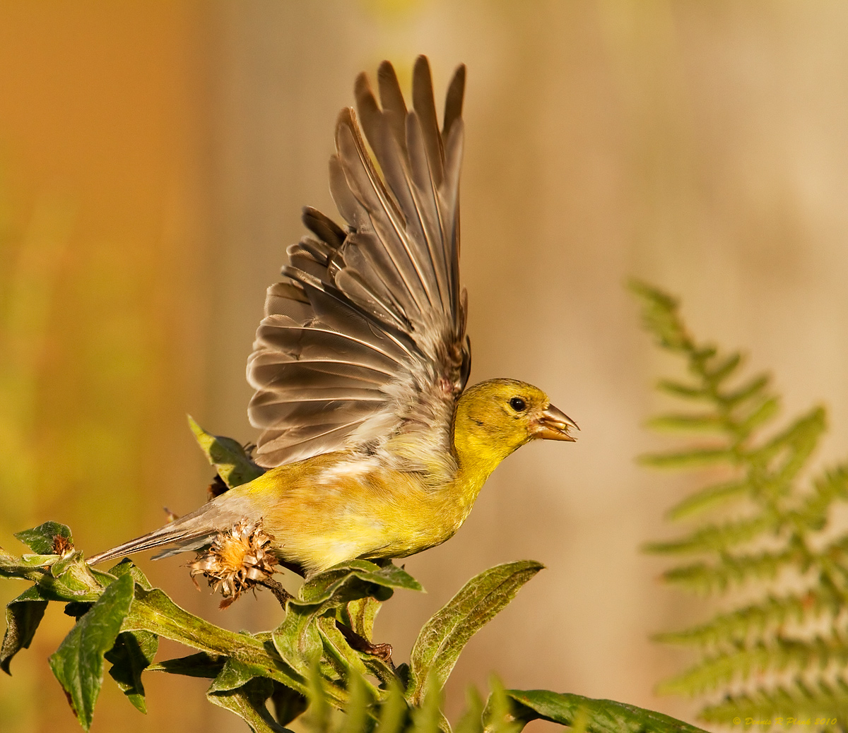 Rwkd Goldfinch & repost